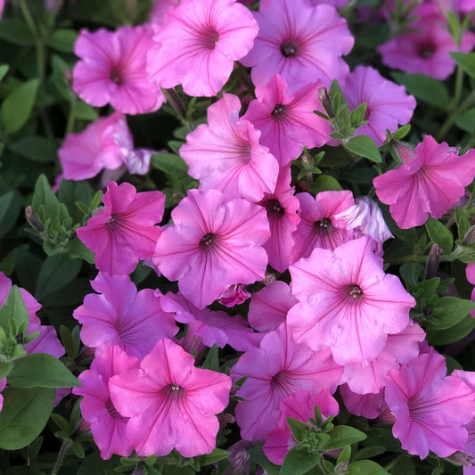 A cluster of Supertunia Vista® Bubblegum® Petunia blooms in vibrant pink, with subtle veins and darker pink centers, surrounded by lush green leaves - Photo Property of Garden Crossings LLC.
