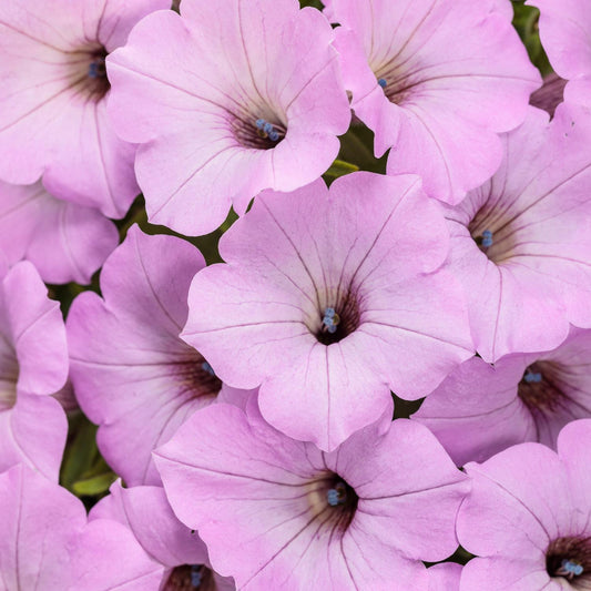Supertunia Vista® Cool Jazz™ Petunia - Photo Courtesy of Proven Winners, Inc.