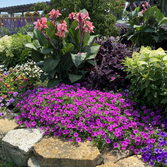 Supertunia Vista® Jazzberry® Petunia - Photo Property of Garden Crossings LLC