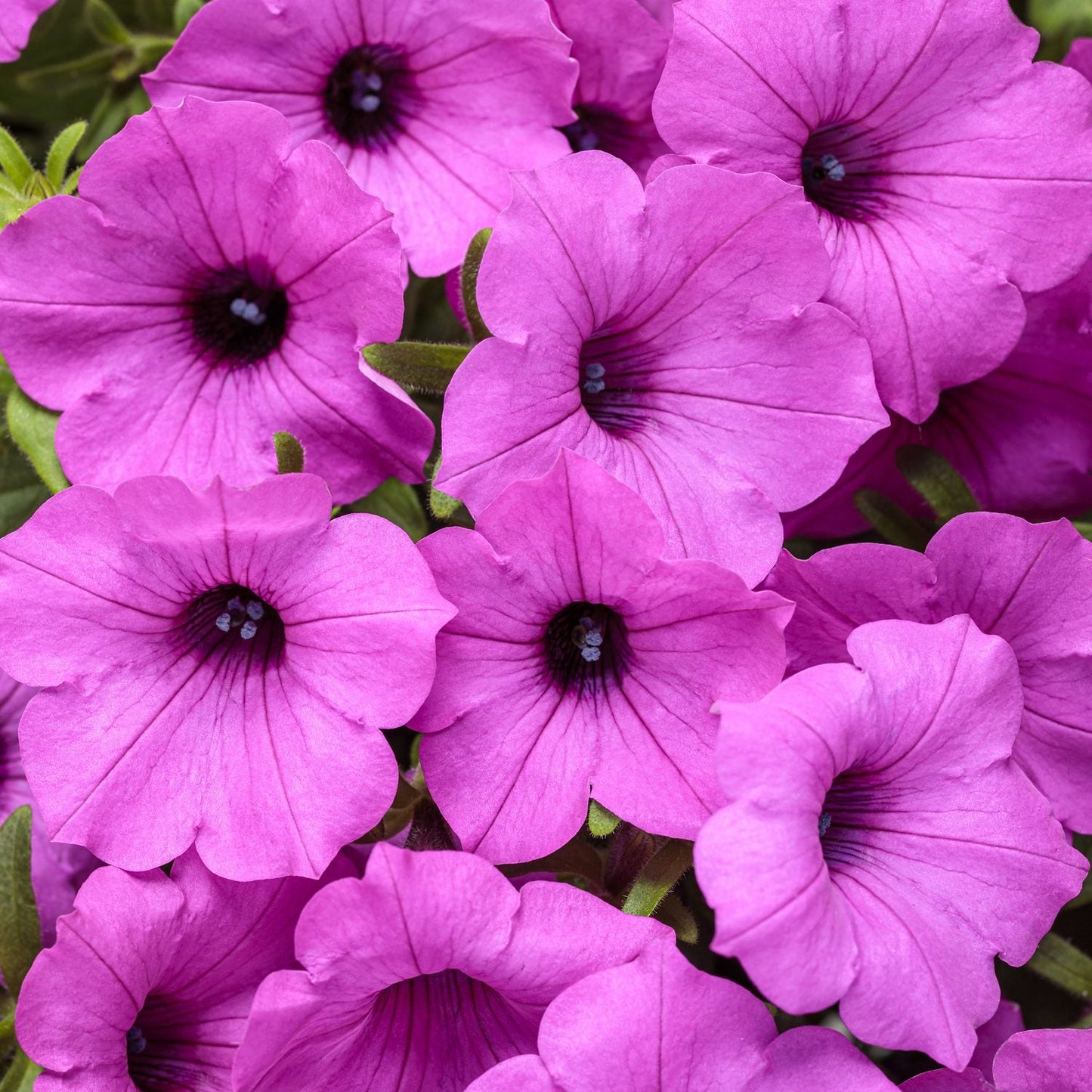 Close-up of Supertunia Vista® Jazzberry® Petunia flowers, featuring trumpet-shaped, fuchsia-purple blooms with dark centers and lush green leaves - Photo Courtesy of Proven Winners, Inc.