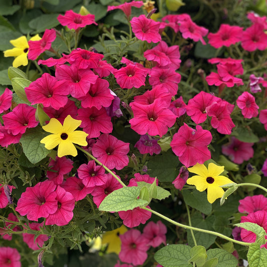 Supertunia Vista® Paradise Petunia - Photo Property of Garden Crossings LLC