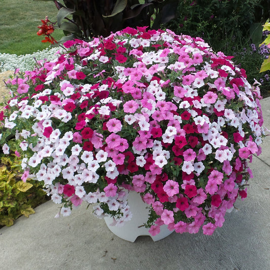 Supertunia Vista® Silverberry Petunia - Photo Property of Garden Crossings LLC
