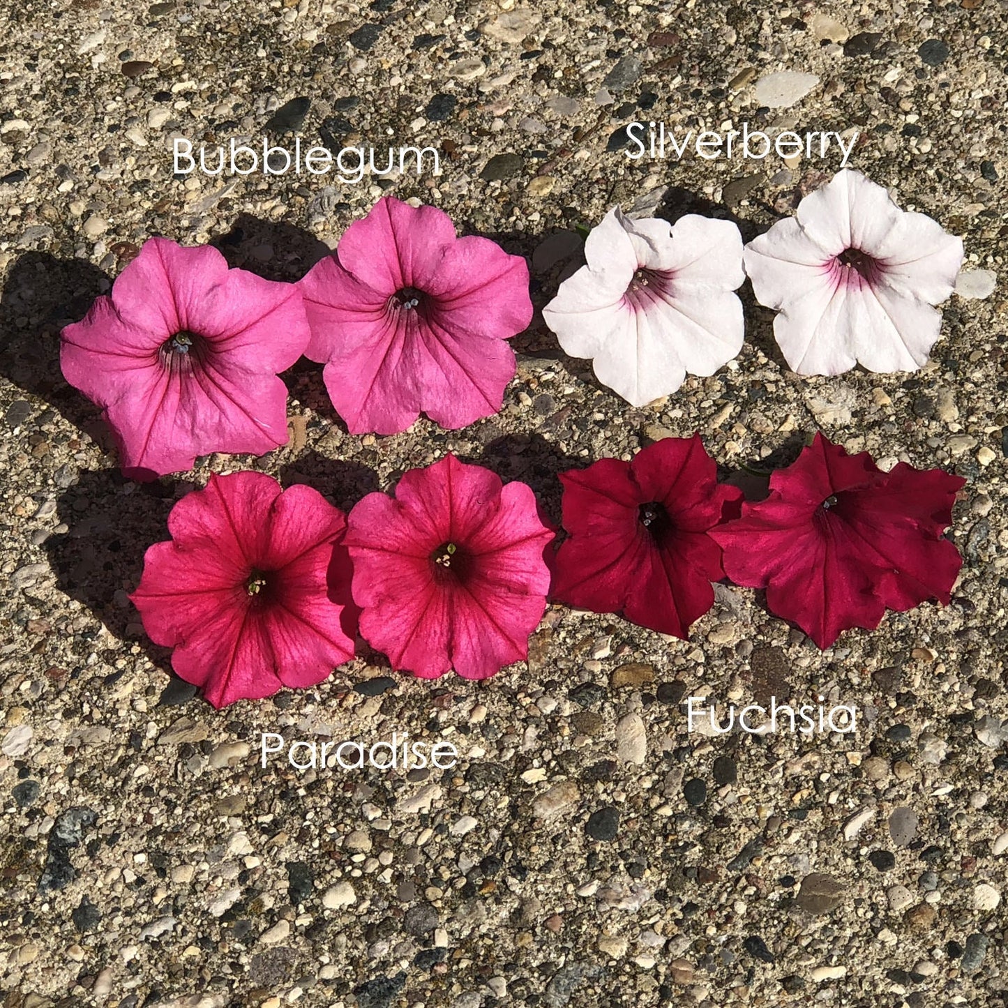 Four pairs of petunias are labeled on pavement: light pink Supertunia Vista Bubblegum, white Supertunia Vista® Silverberry Petunia, bright pink Paradise, and deep pink Fuchsia—each Proven Winners pair displays similar colors side by side - Photo Property of Garden Crossings LLC.