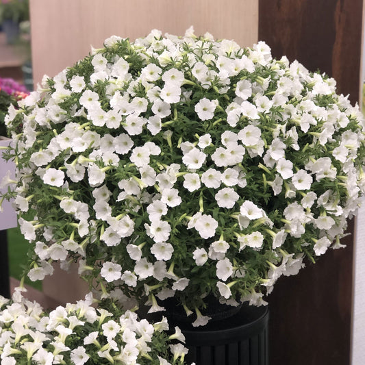 The Supertunia Vista® Snowdrift™ Petunia is a lush, rounded potted plant with abundant small white flowers and green foliage - Photo Property of Garden Crossings LLC. Decorative pot not included.