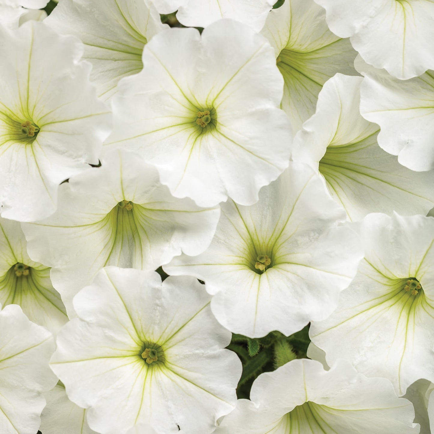 A cluster of Supertunia Vista® Snowdrift™ Petunia flowers features white blooms with pale yellow-green centers and delicate veins, densely packed to create a lush, overlapping floral display - Photo Courtesy of Proven Winners, Inc.