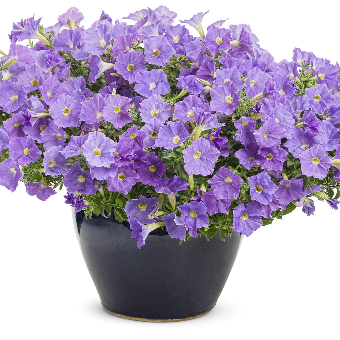 A Surfinia® Sky Blue Petunia in full bloom overflows from a dark blue ceramic pot, its vibrant trailing flowers displayed against a white background - Photo Courtesy of Proven Winners, Inc. Decorative pot not included.