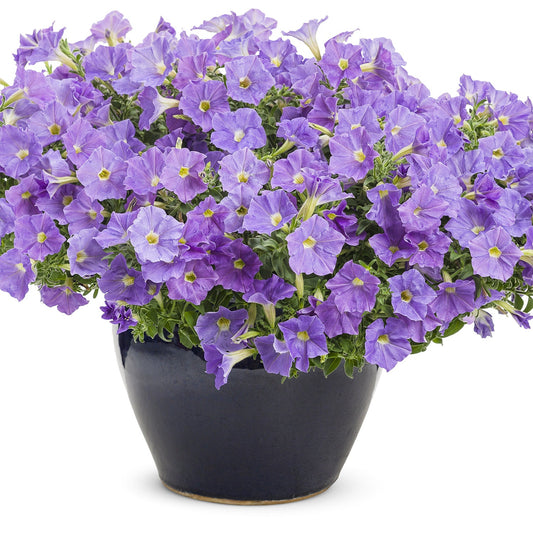 A Surfinia® Sky Blue Petunia in full bloom overflows from a dark blue ceramic pot, its vibrant trailing flowers displayed against a white background - Photo Courtesy of Proven Winners, Inc. Decorative pot not included.
