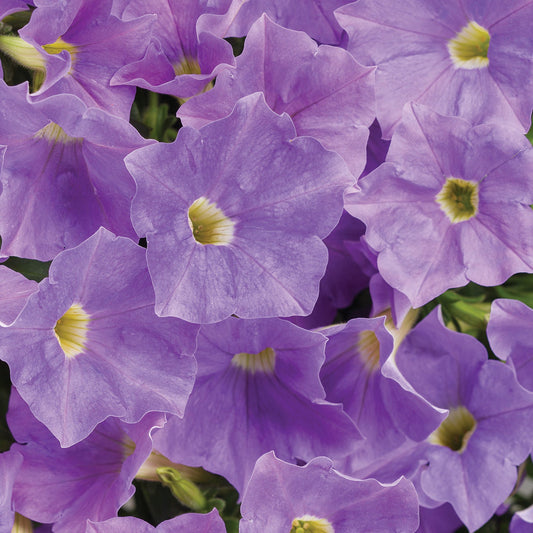 A cluster of vibrant purple petunias with yellow and white centers, shown close up, fills the frame - Photo Courtesy of Proven Winners, Inc.
