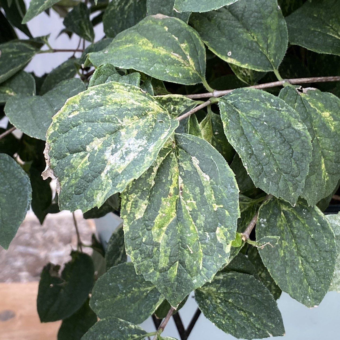 A close-up of Illuminati Sparks™ Mock Orange (Philadelphus) shows variegated green leaves with yellow mottled patterns, slightly curled edges, and minor leaf damage, which may suggest disease or nutrient deficiency. - Photo Property of Garden Crossings LLC