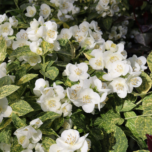 Illuminati Sparks™ Mock Orange (Philadelphus) - Photo Courtesy of Proven Winners, Inc.