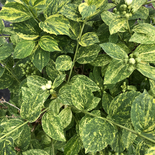 Illuminati Sparks™ Mock Orange (Philadelphus) - Photo Courtesy of Proven Winners, Inc.