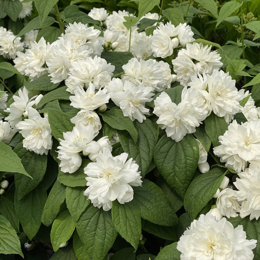 Illuminati Spice® Mock Orange (Philadelphus) - Photo Courtesy of Proven Winners, Inc.