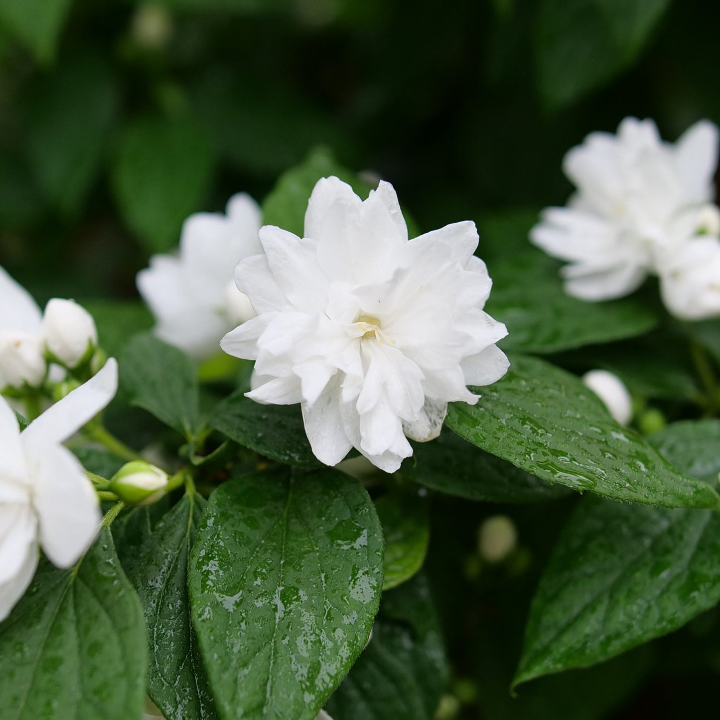 Illuminati Spice® Mock Orange (Philadelphus) - Photo Courtesy of Proven Winners, Inc.