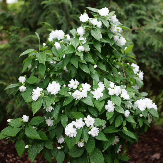 Illuminati Spice® Mock Orange (Philadelphus) - Photo Courtesy of Proven Winners, Inc.