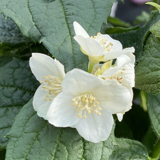 Illuminati Tower® Mock Orange (Philadelphus) - Photo Property of Garden Crossings LLC
