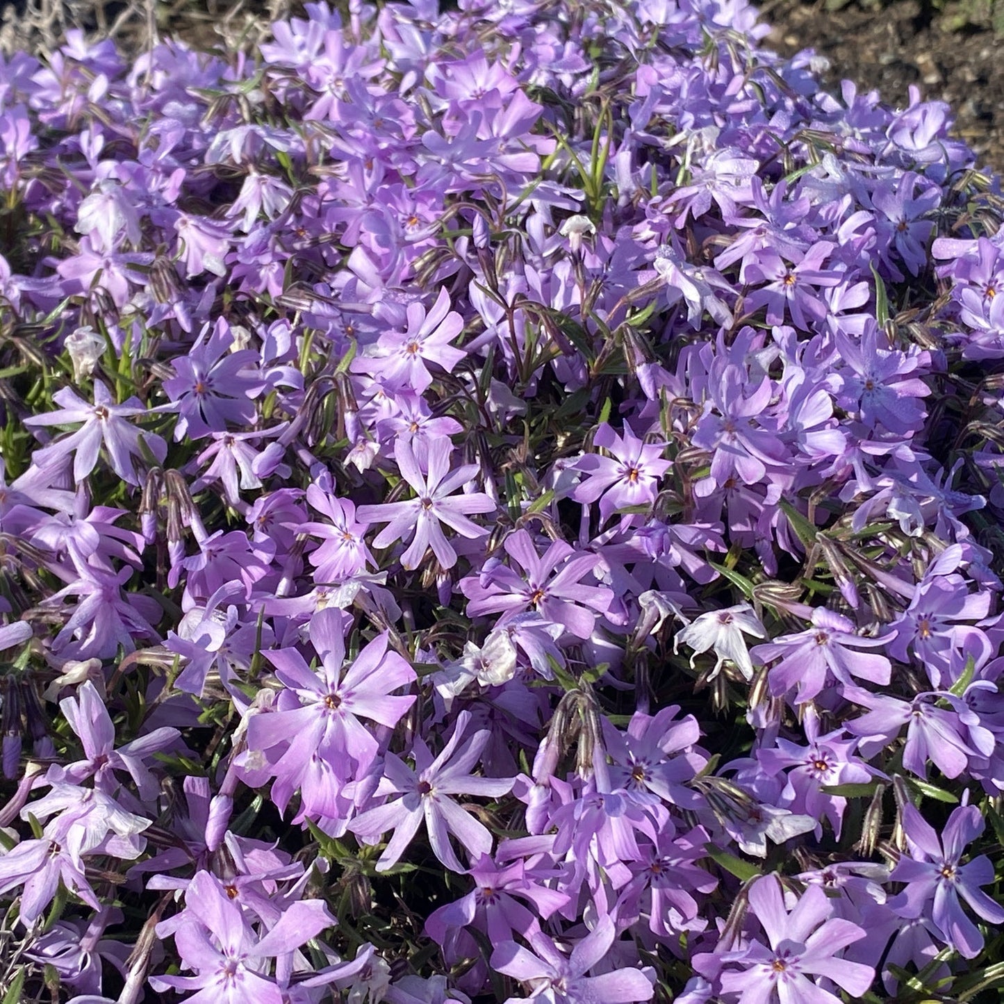 Close-up of ‘Bedazzled Lavender’ Hybrid Spring Phlox is a native perennial with dense clusters of small, star-shaped purple flowers on green stems and leaves, blooming low to the ground in bright sunlight - Photo Property of Garden Crossings LLC.