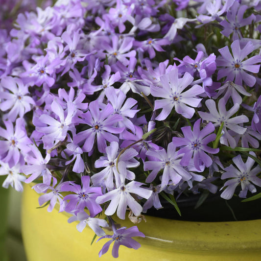 Bedazzled Lavender' Hybrid Spring Phlox - Photo Courtesy of Walters Gardens, Inc.