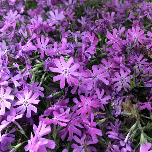 Bedazzled Pink' Hybrid Spring Phlox - Photo Property of Garden Crossings LLC