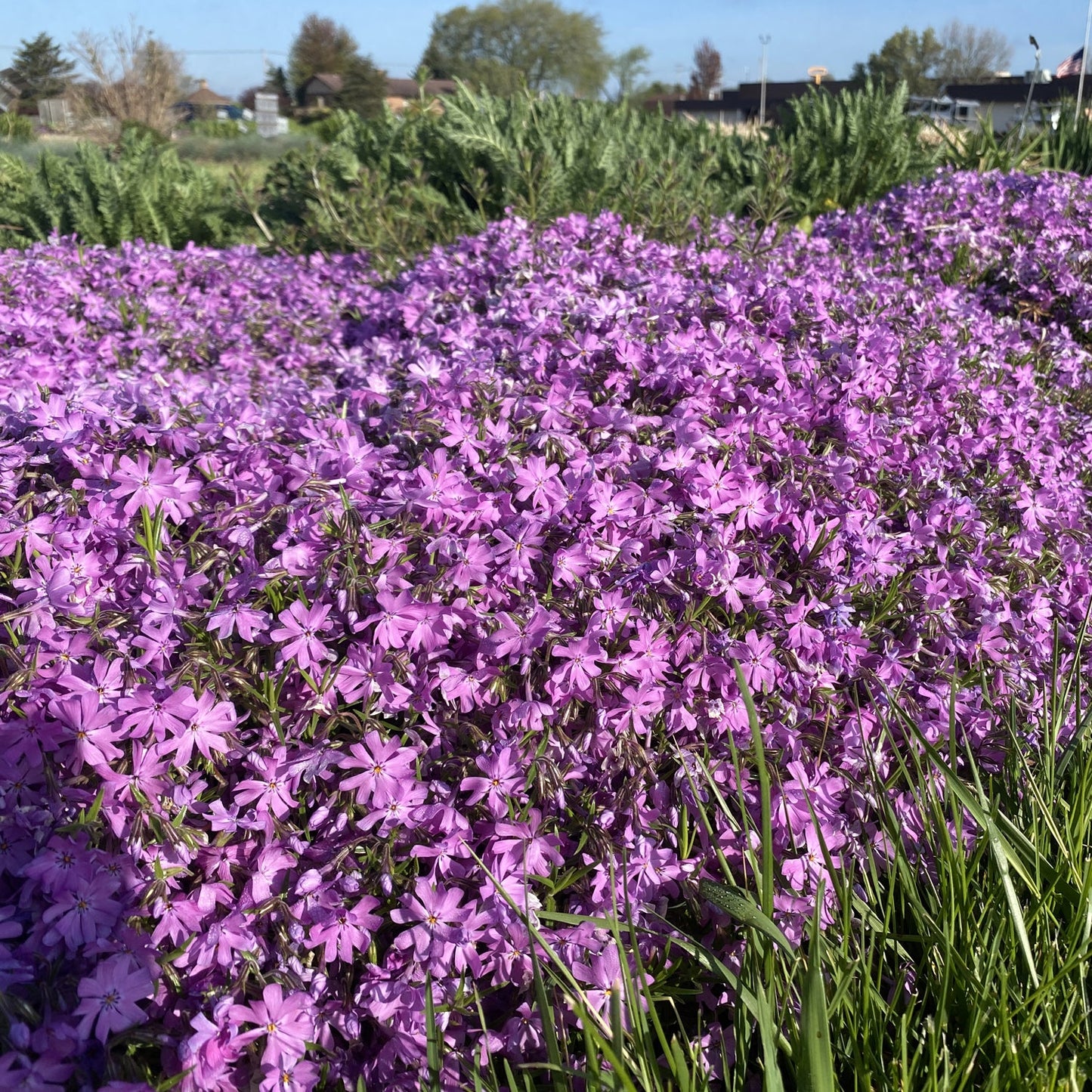 A vibrant spring garden scene featuring 'Bedazzled Pink' Hybrid Spring Phlox in full bloom, surrounded by lush green grass, shrubbery, and trees beneath a clear blue sky - Photo Property of Garden Crossings LLC.