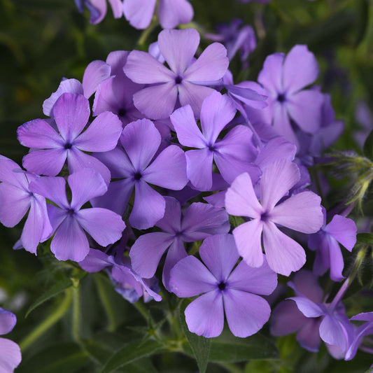 A vibrant cluster of Candy Cloud™ Blue Mounding Phlox blooms among green foliage, its delicate petals forming a dense, colorful display - Photo Courtesy of Ball Horticulture, Inc.