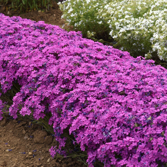 A row of Candy Cloud™ Dark Pink Mounding Phlox forms a vibrant, dense mound of dark pink blooms in the garden bed, with soil at the edges and contrasting white flowers visible in the background - Photo Courtesy of Ball Horticulture, Inc.