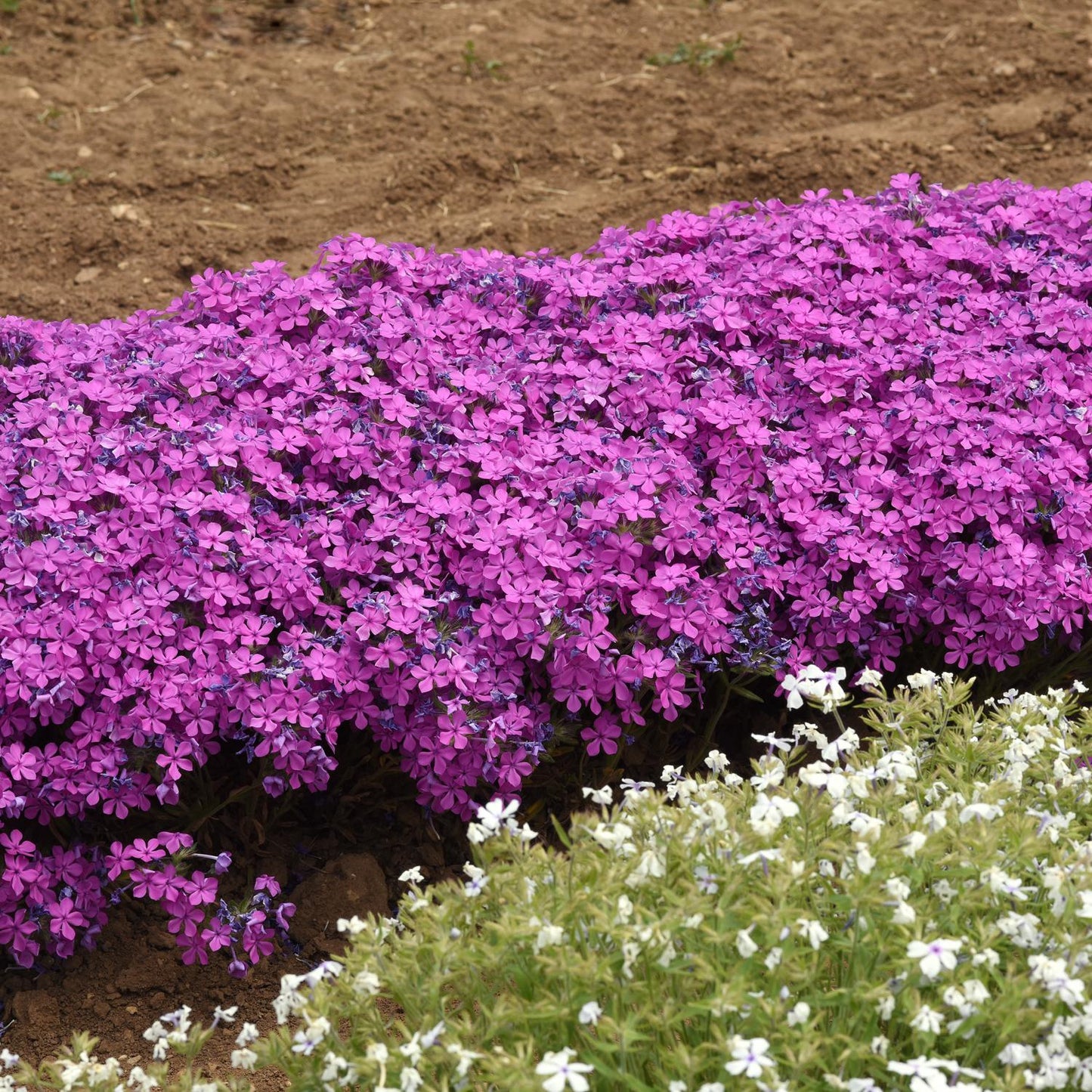 A dense cluster of Candy Cloud™ Dark Pink Mounding Phlox blooms in a garden bed, bordered by small white flowers in front and bare soil behind - Photo Courtesy of Ball Horticulture, Inc.
