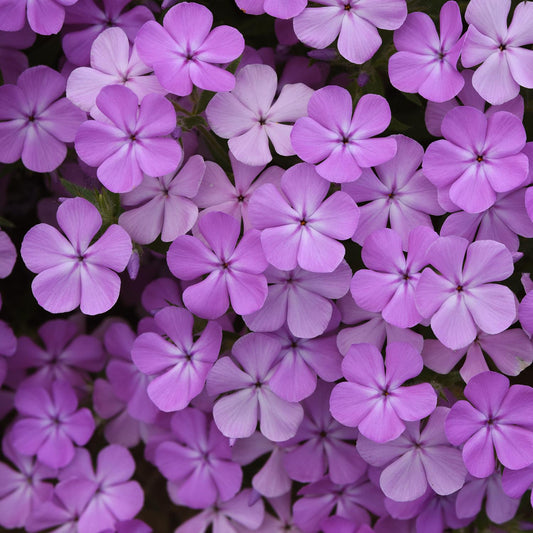 Close-up of Candy Cloud™ Lavender Mounding Phlox is a spring-blooming perennial with dense clusters of vibrant purple and light pink flowers whose overlapping petals create a colorful, textured display - Photo Courtesy of Ball Horticulture, Inc.