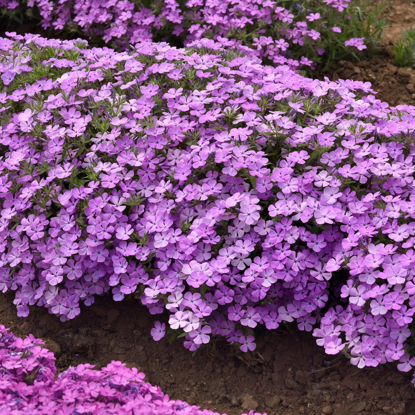 A dense cluster of Candy Cloud™ Lavender Mounding Phlox, a spring-blooming perennial, covers the ground amid soil, with additional patches of mounding phlox flowers visible in the background - Photo Courtesy of Ball Horticulture, Inc.