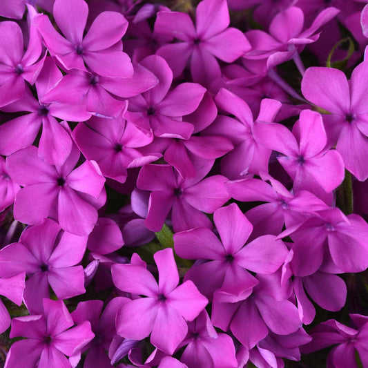 Close-up of a cluster of vibrant pink flowers, each with five petals, densely packed together with green leaves peeking through, typical of spring-blooming perennials like Candy Cloud™ Pink Mounding Phlox - Photo Courtesy of Ball Horticulture, Inc.