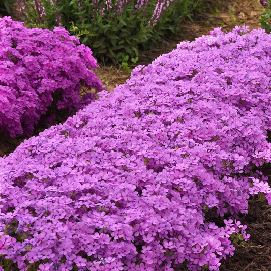A dense patch of Candy Cloud™ Pink Mounding Phlox fills the garden bed with clusters of small, five-petaled pink flowers each spring, creating a vibrant groundcover amid mulch and green foliage - Photo Courtesy of Ball Horticulture, Inc.