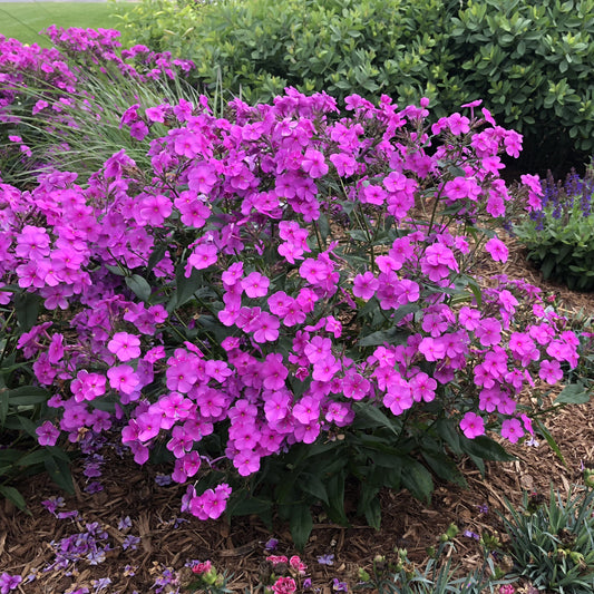 Cloudburst' Tall Cushion Phlox - Photo Property of Garden Crossings LLC