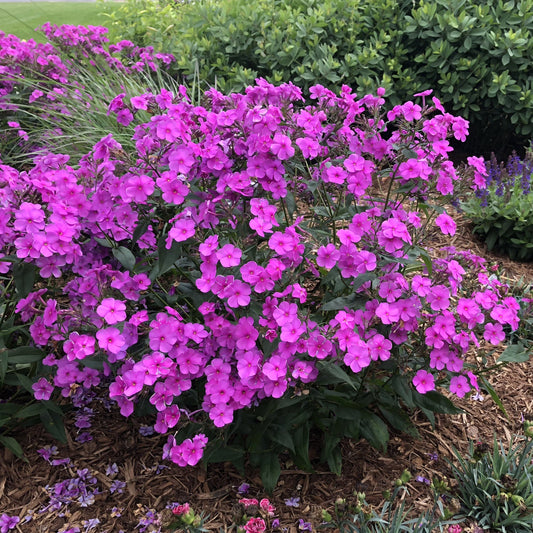 A lush garden bed features vibrant 'Cloudburst' Tall Cushion Phlox in full bloom, surrounded by green foliage and mulch - Photo Property of Garden Crossings LLC.