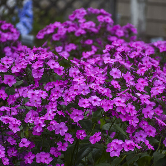 Clusters of vibrant purple-pink 'Cloudburst' Tall Cushion Phlox, a bee-friendly perennial, bloom above lush green leaves, with a fence and soft greenery visible in the background - Photo Courtesy of Proven Winners, Inc.