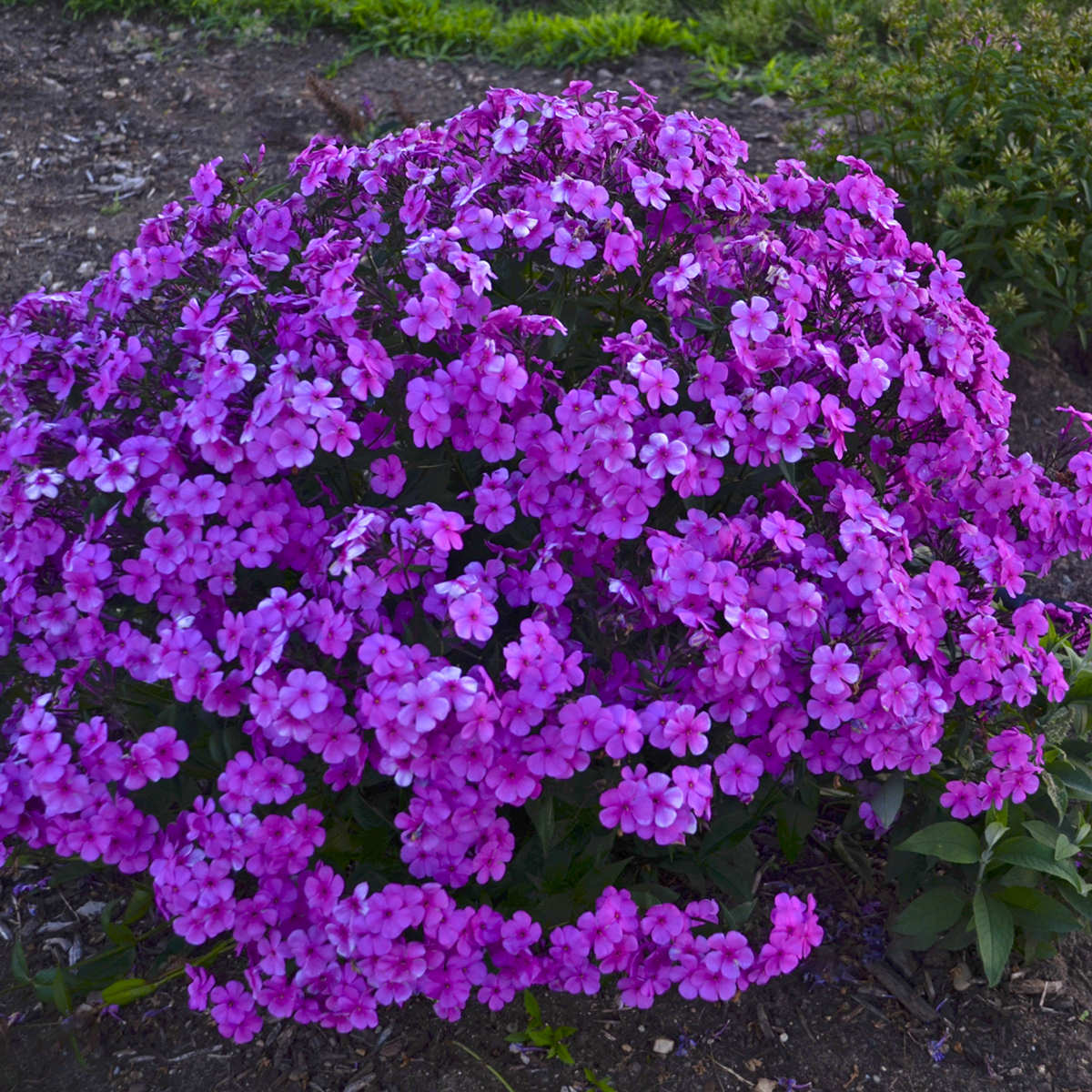 A large 'Cloudburst' Tall Cushion Phlox bursts with vibrant purple-pink blooms in a garden bed, surrounded by soil and green foliage - Photo Courtesy of Proven Winners, Inc.