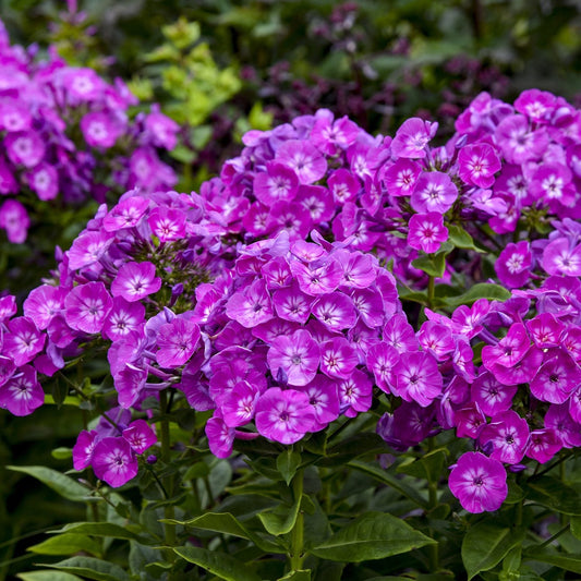 Garden Girls® 'Dream Girl' Tall Garden Phlox features clusters of vibrant purple blooms with white centers and green foliage in the garden, offering fragrant, reblooming flowers - Photo Courtesy of Walters Gardens, Inc.