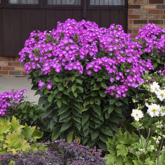 A lush bush of Garden Girls® 'Dream Girl' Tall Garden Phlox, featuring abundant clusters of bright purple flowers, grows among green foliage and white blooms in a garden bed before a brick building - Photo Courtesy of Walters Gardens, Inc.