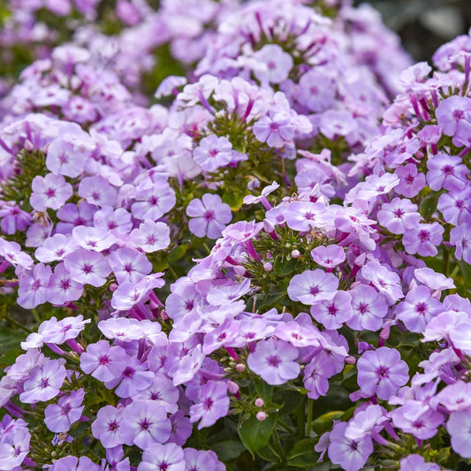 Garden Girls® 'Fancy Girl' Tall Garden Phlox displays vibrant light purple and pink blooms with delicate petals and dark green foliage - Photo Courtesy of Walters Gardens, Inc.