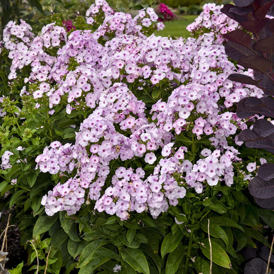 Garden Girls® 'Fancy Girl' Tall Garden Phlox showcases dense clusters of five-petaled light purple blooms among green foliage, with darker plants visible in the background to the right - Photo Courtesy of Walters Gardens, Inc.