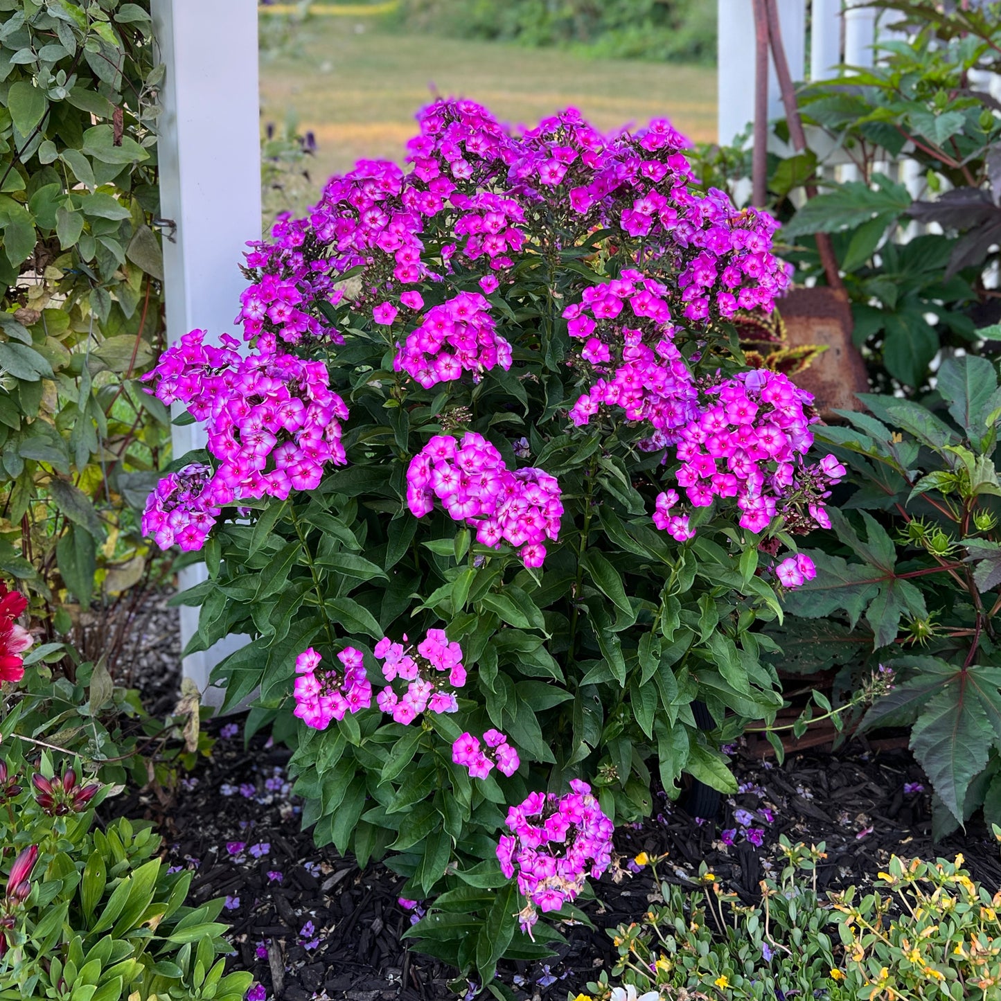 Garden Girls® 'Cover Girl' Tall Garden Phlox - Photo Property of Garden Crossings LLC