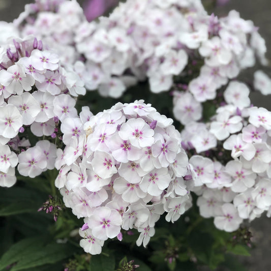 Close-up of Garden Girls® 'Party Girl' Tall Garden Phlox features clusters of light pink and white blooms with purple centers set against lush green foliage, creating a dense, vibrant perennial flower display - Photo Property of Garden Crossings LLC.