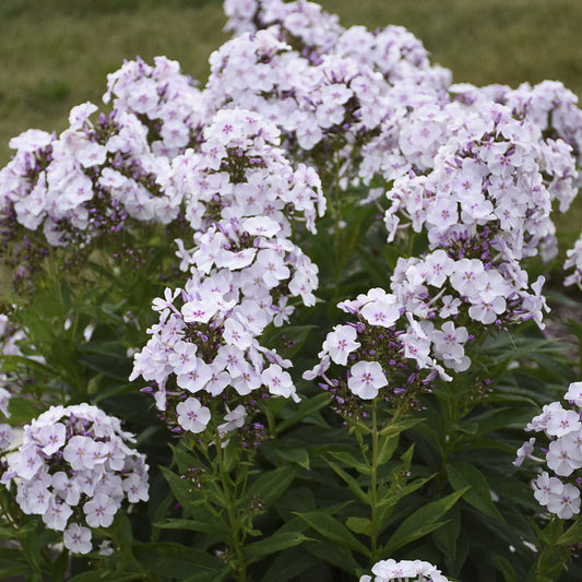 Garden Girls® 'Party Girl' Tall Garden Phlox features clusters of tall green stems topped with numerous pale purple and white perennial blooms, perfect for adding color to any outdoor garden setting - Photo Property of Garden Crossings LLC.