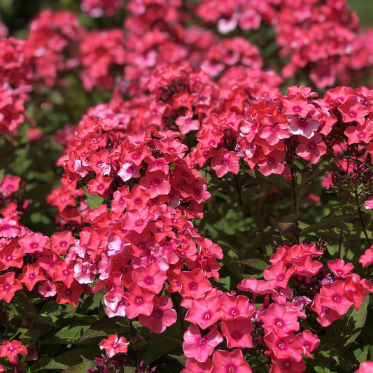 Close-up of Garden Girls® 'Glamour Girl' Tall Garden Phlox features vibrant coral pink blooms with lush green foliage, thrives in bright sunlight - Photo Property of Garden Crossings LLC.
