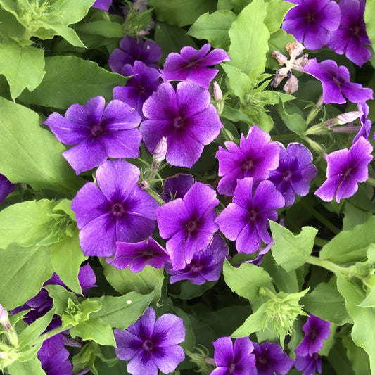 A cluster of vibrant Southern Blaze™ Blueberry Phlox with deep green leaves fills the frame, displaying delicate petals and rich color - Photo Property of Garden Crossings LLC.