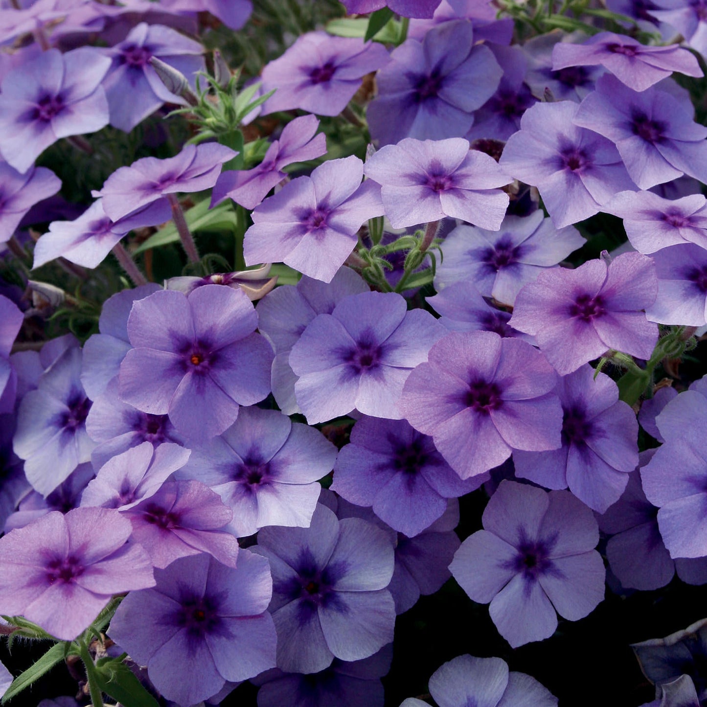 Southern Blaze™ Blueberry Phlox features clusters of small, five-petaled purple and lavender blooms with darker centers - Photo Courtesy of Proven Winners, Inc.