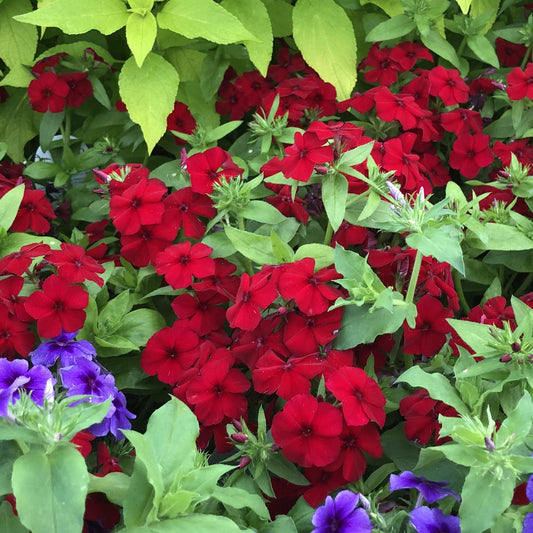 Clusters of Southern Blaze™ Red Hot Phlox bring bold red, heat- and drought-tolerant blooms to your garden, creating a lush scene of vibrant color among green foliage and accents of purple flowers - Photo Property of Garden Crossings LLC.