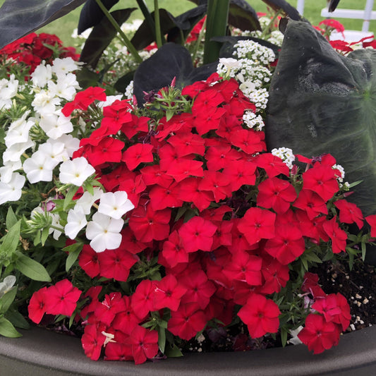 A planter filled with vibrant Southern Blaze™ Red Hot Phlox, known for its bright red and white blossoms surrounded by dark green leaves and displayed outdoors - Photo Property of Garden Crossings LLC. Decorative pot not included.