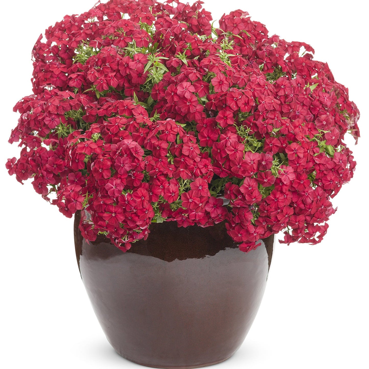A brown ceramic pot filled with Southern Blaze™ Red Hot Phlox, showcasing lush green foliage and clusters of bright red flowers - Photo Courtesy of Proven Winners, Inc. Decorative pot not included.