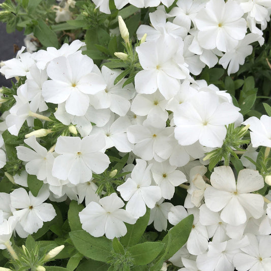 A cluster of Southern Blaze™ White Phlox, a drought-tolerant plant, features fresh five-petaled white blooms with green leaves and buds, all appearing vibrant in natural light - Photo Property of Garden Crossings LLC.