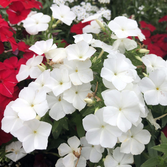 A cluster of Southern Blaze™ White Phlox blooms among vibrant red phlox and lush green foliage in a picturesque garden - Photo Property of Garden Crossings LLC.