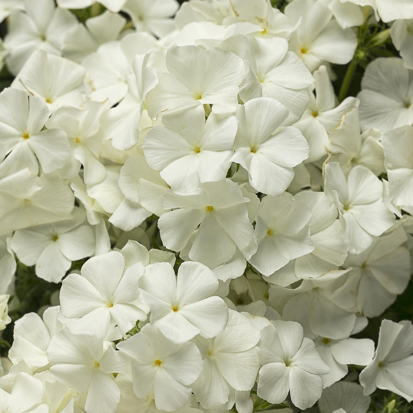 Close-up of Southern Blaze™ White Phlox with clusters of five-petaled white flowers with small yellow centers, densely packed for a soft, bright look - Photo Courtesy of Proven Winners, Inc.